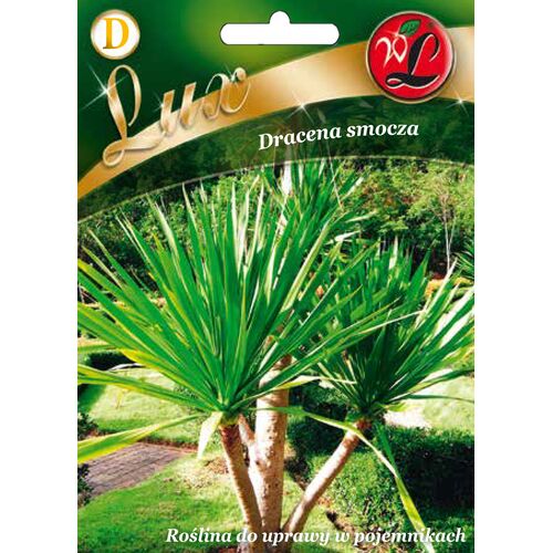 Dracena smocza 100 cm W.Legutko