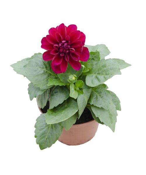 Dalia 25 cm doniczka 12 cm mix
