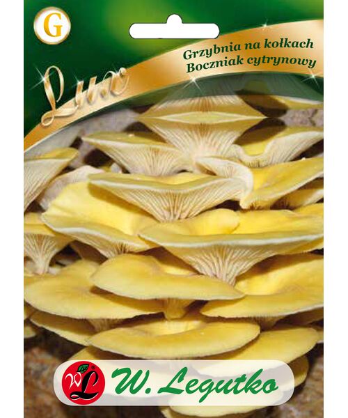 Grzybnia na kołkach Boczniak cytrynowy W.Legutko