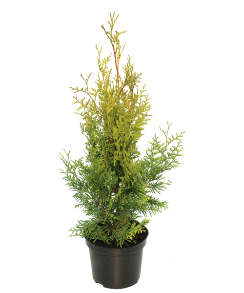 Tuja Brabant wys. 50-70 cm don.2 l
