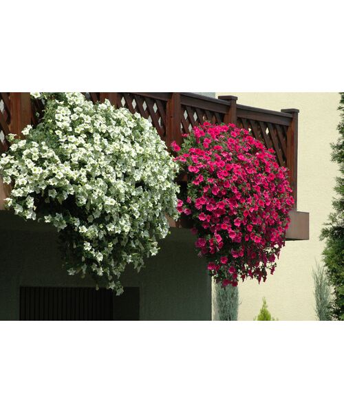 Petunia surfinia wys. 30 cm don. 12 cm