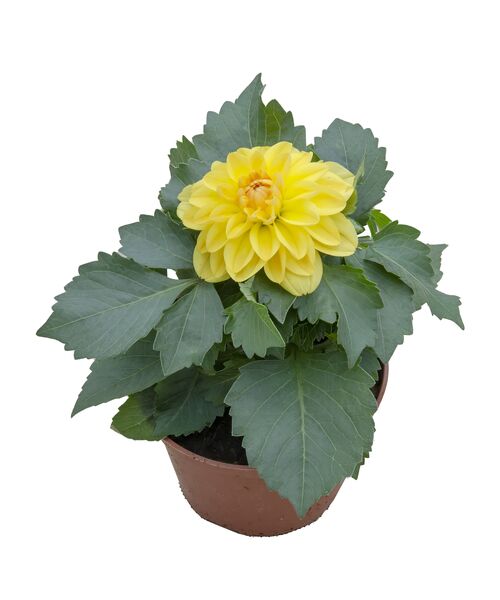 Dalia 25 cm doniczka 12 cm mix