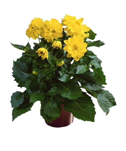 Dalia 25 cm doniczka 12 cm mix