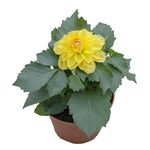 Dalia 25 cm doniczka 12 cm mix