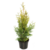 Tuja Brabant wys. 50-70 cm don.2 l