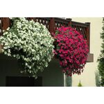 Petunia surfinia wys. 30 cm don. 12 cm