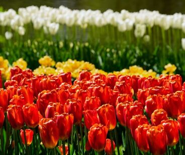 Jak i kiedy sadzić tulipany?