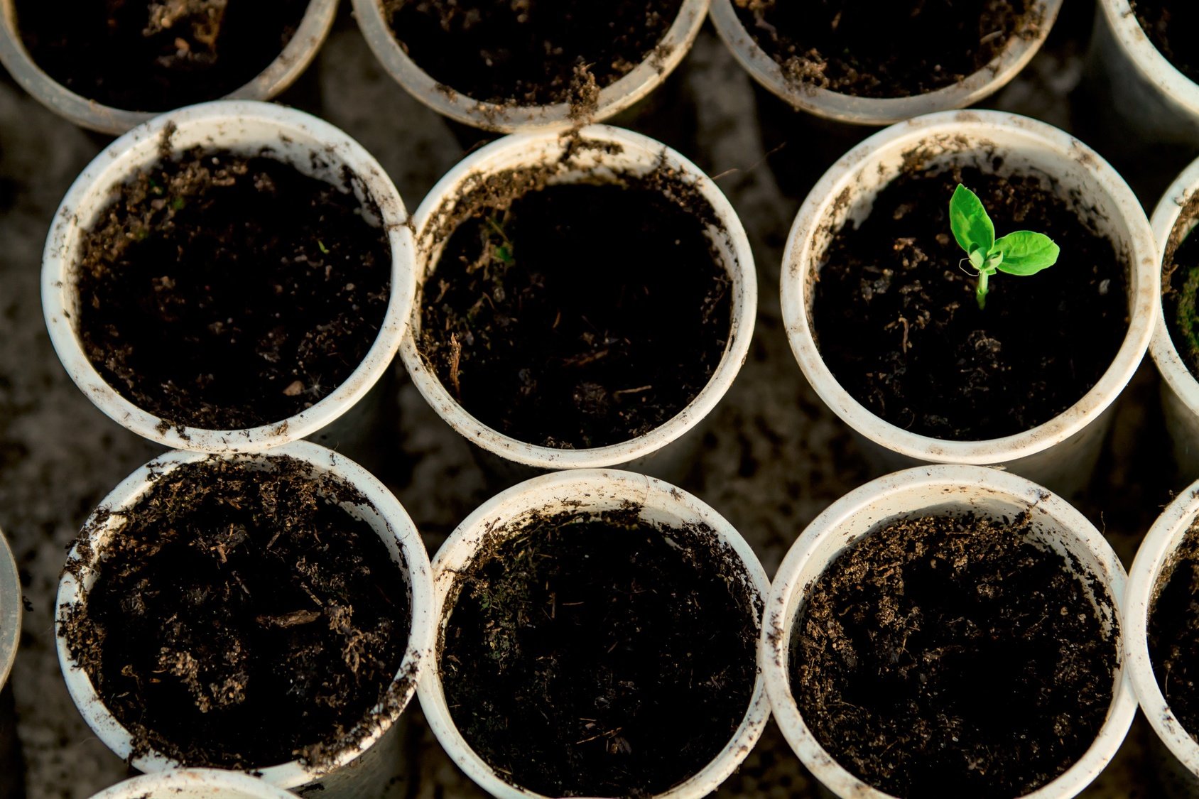 Wybór doniczek na wiosnę