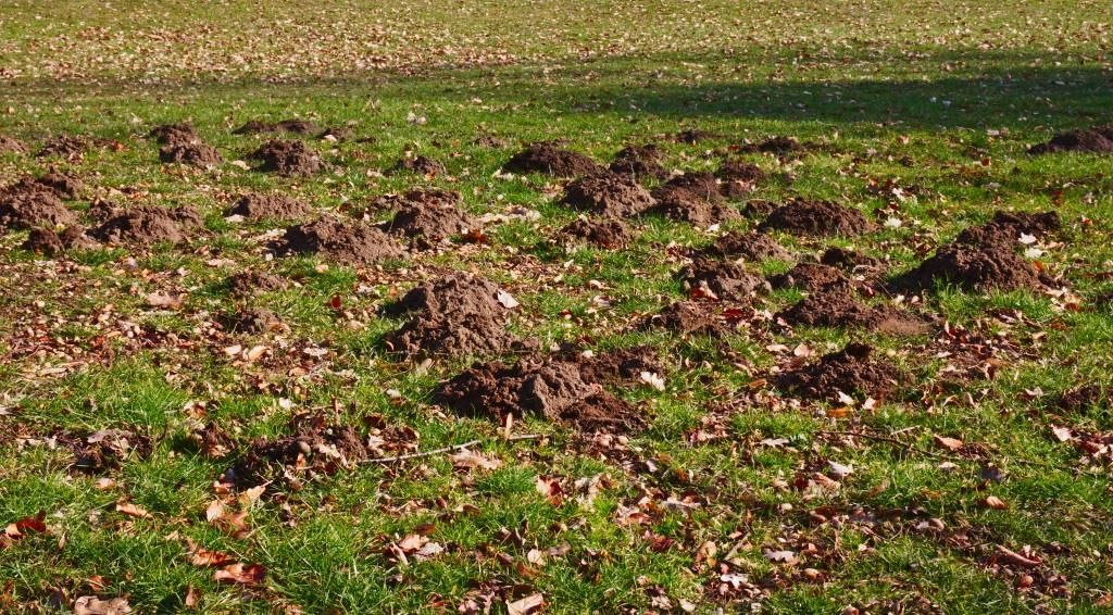 Walka z kretami w ogrodzie