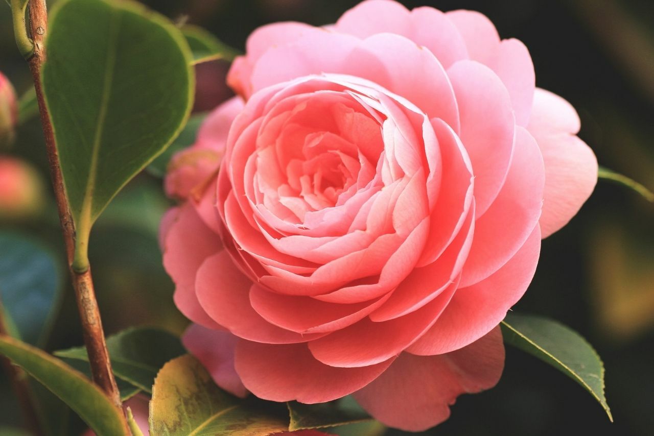 kamelia krzew do ogrodu