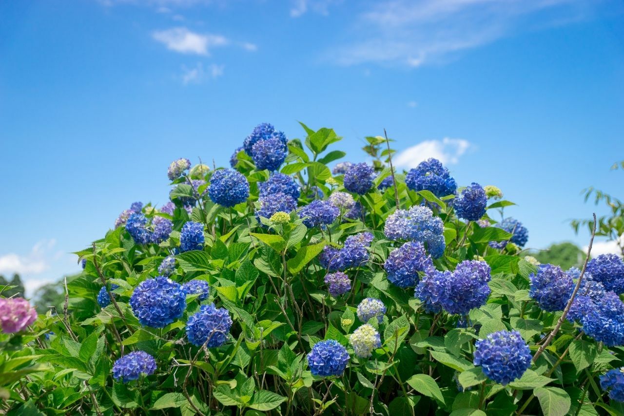 jakie krzewy wieloletnie do ogrodu?