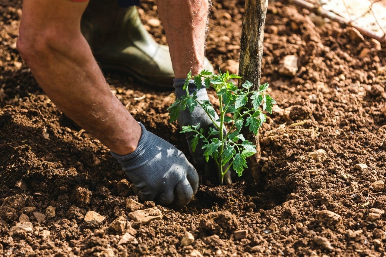 odpowiednia ziemia i nawóz pod pomidory