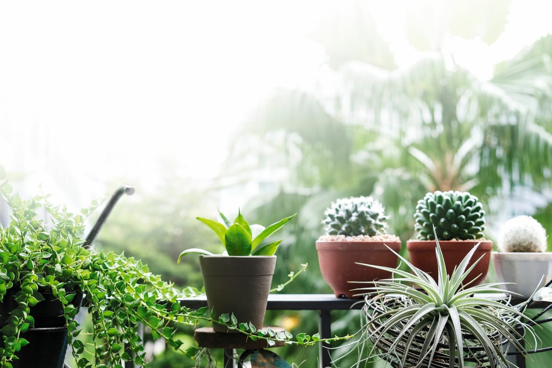 co posadzić w słonecznym ogrodzie czy na tarasie?