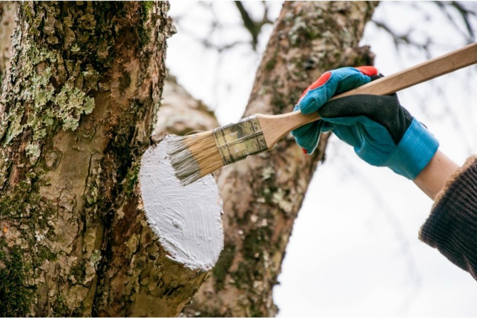 jak zabezpieczyć rany drzew?