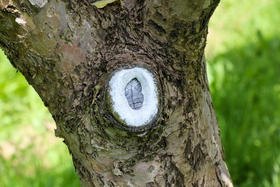 Co to jest maść ogrodnicza i kiedy ją stosować?