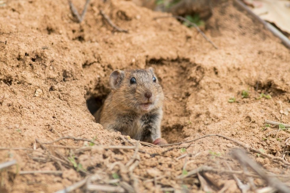 Jakie środki na nornice?
