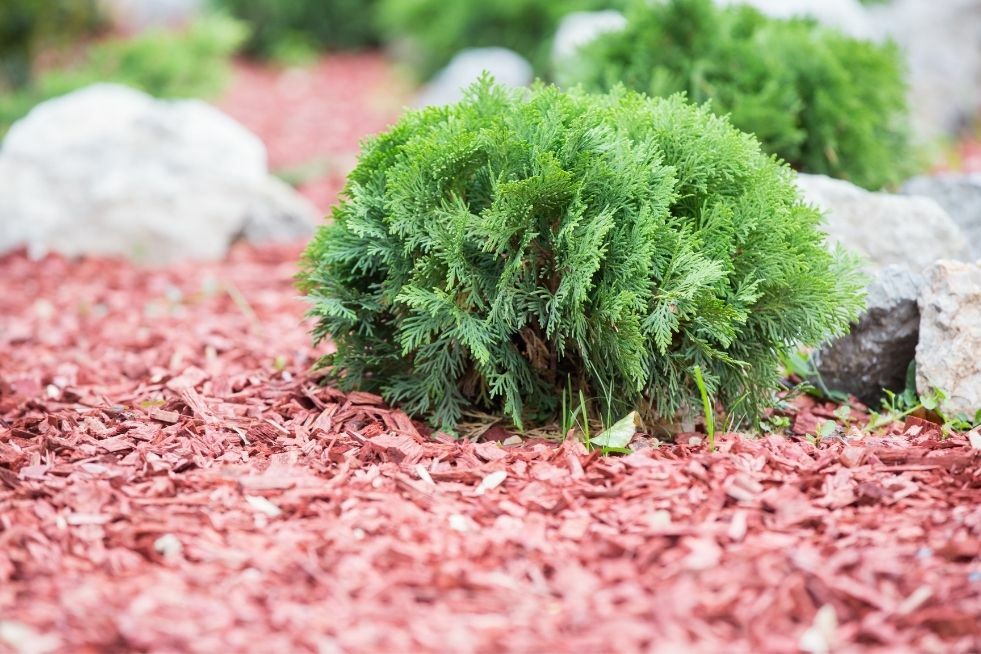 kora kolorowa do ściółkowania