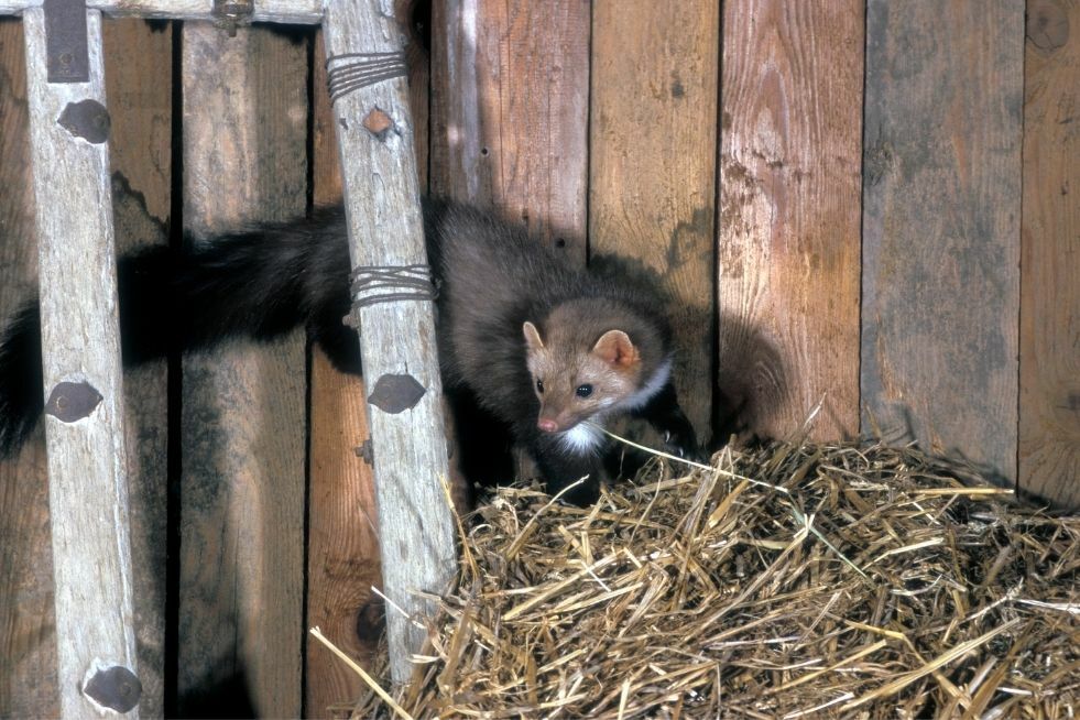 jak odstraszyć kunę?