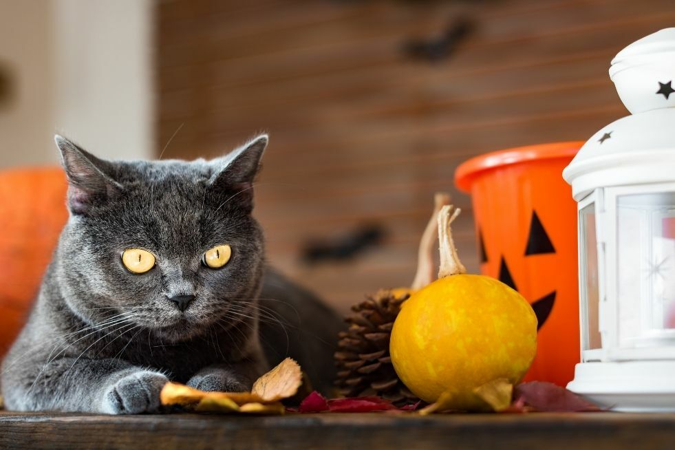 Kolorowe ozdoby jesienne do domu