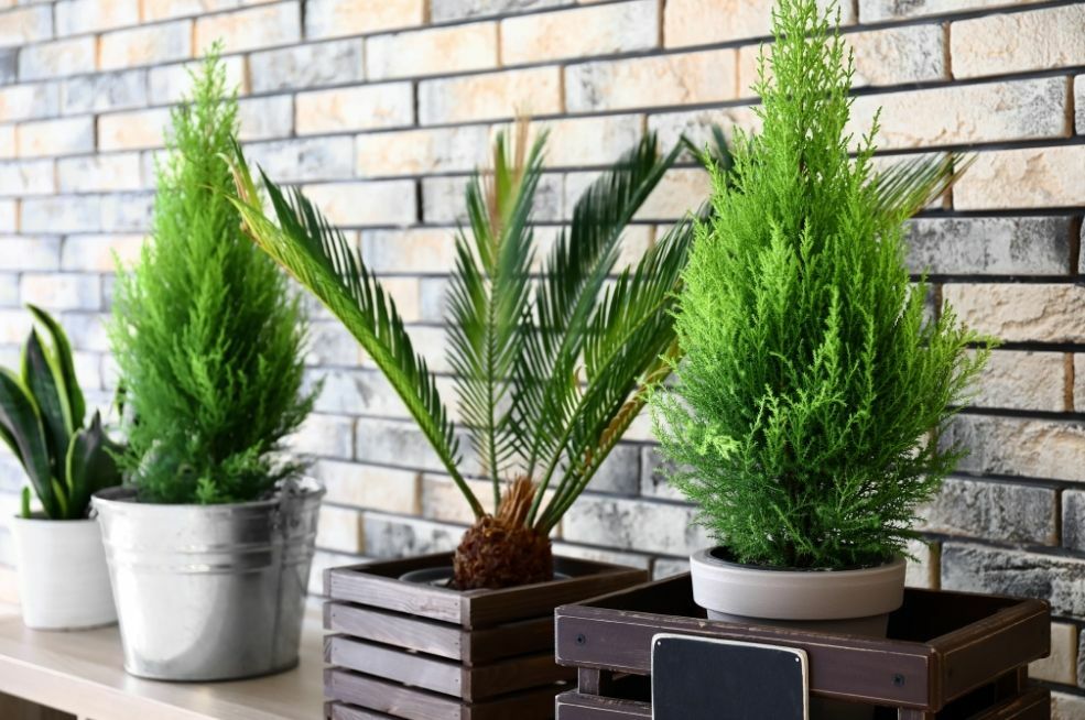 pielęgnacja palmy domowej