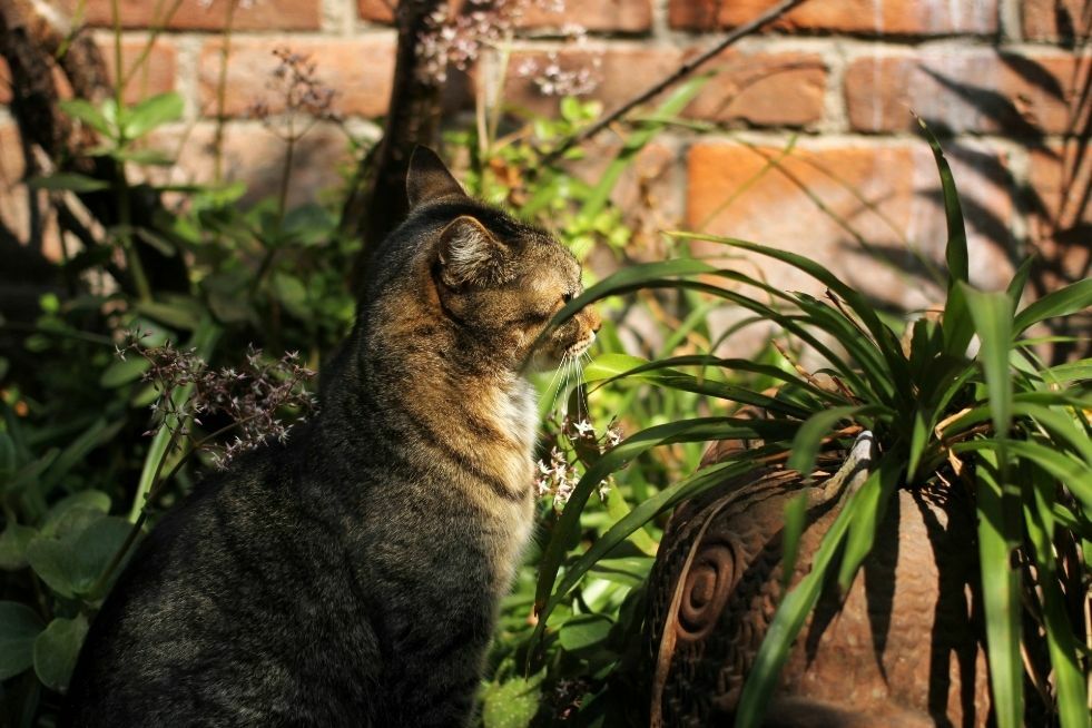 jakie rośliny są bezpieczne dla kota i psa? 