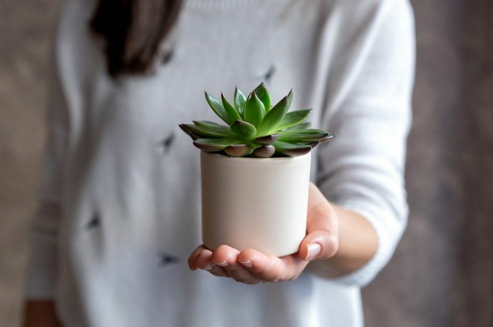 sukulent w doniczce