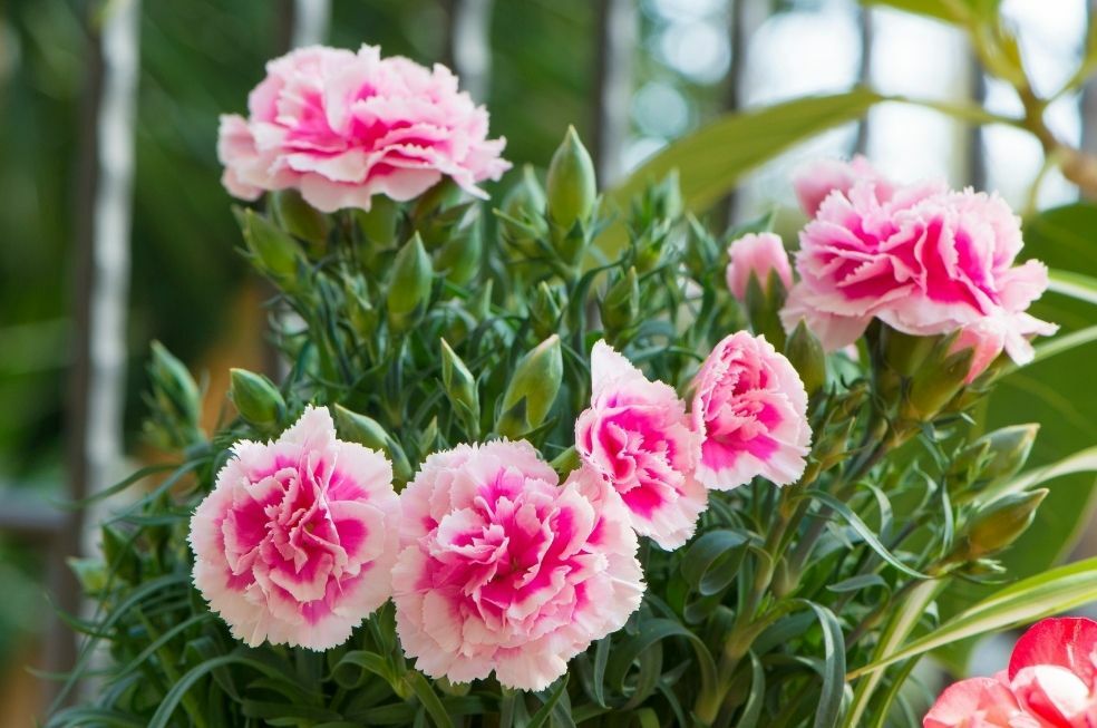 goździki na balkonie, sadzenie