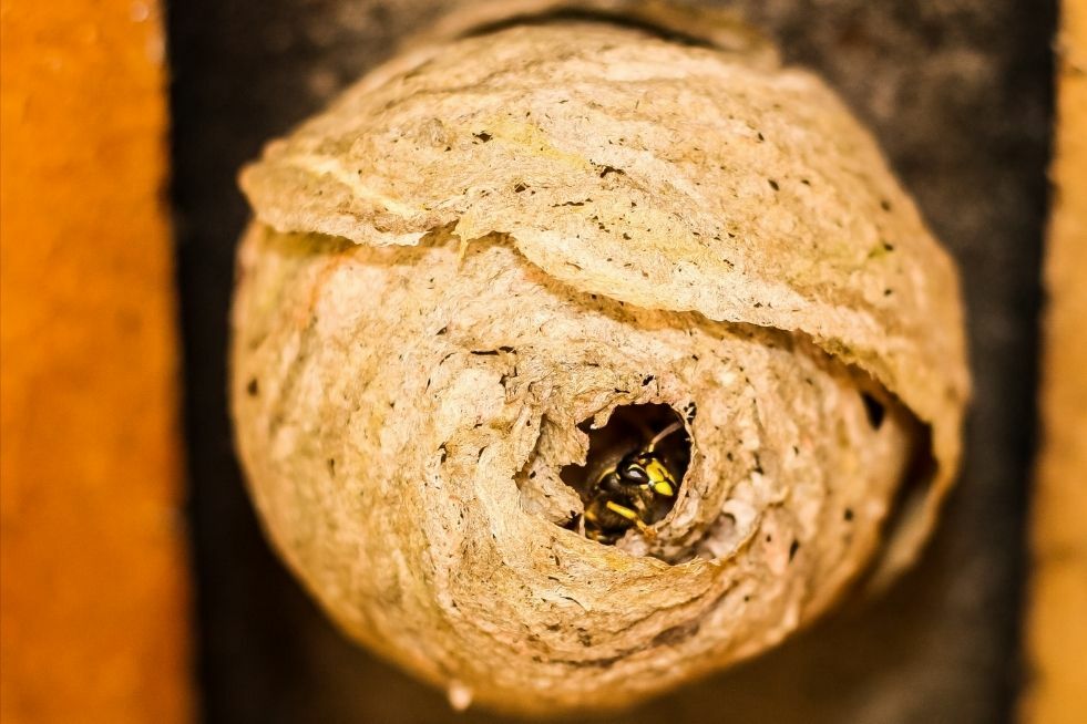 Jak pozbyć się gniazda os?