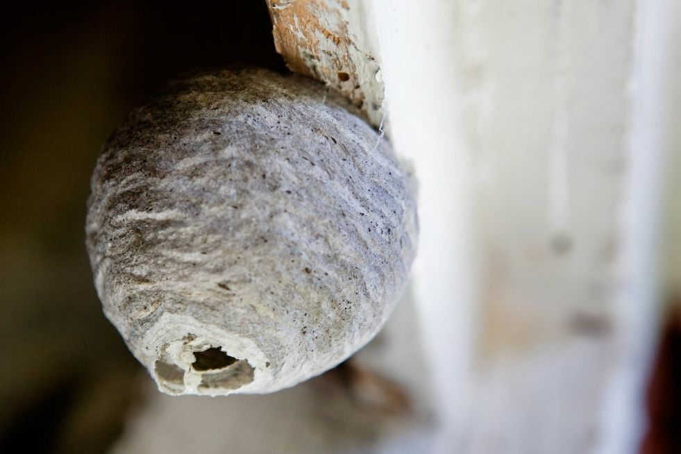 jak usunąć gniazdo osy?