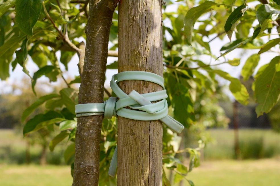 Jak palikować drzewa i krzewy?