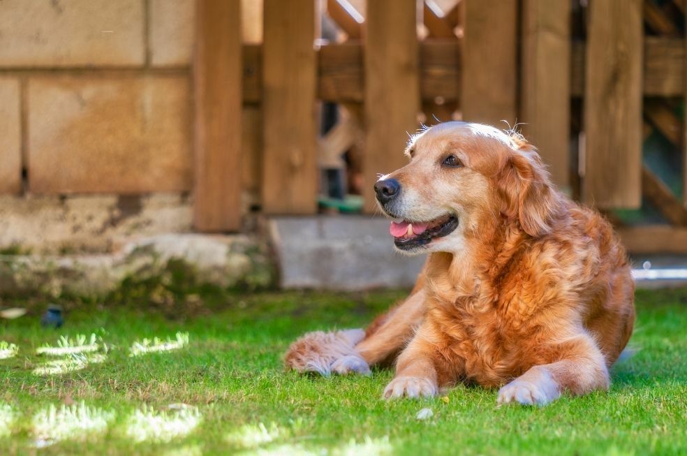 pies do domu z ogrodem golden retriver