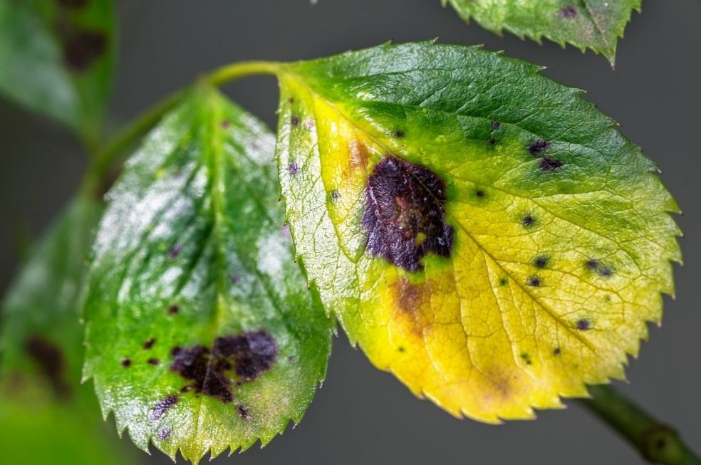 Jak zapobiegać i zwalczać plamistość liści?