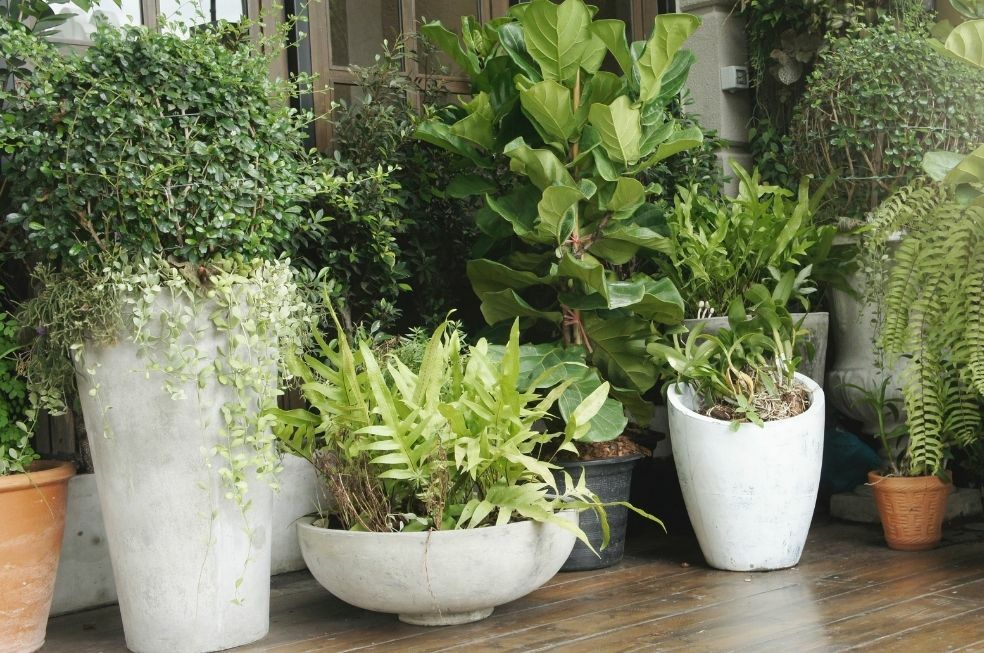 Kwiaty i krzewy do wysokich donic