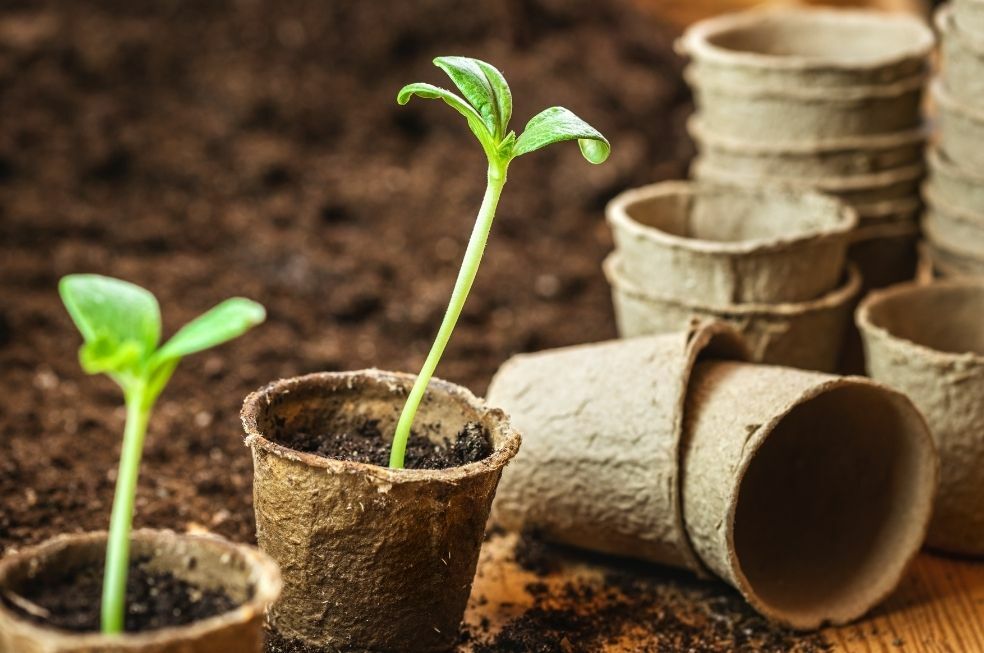 Doniczki torfowe w ogrodzie