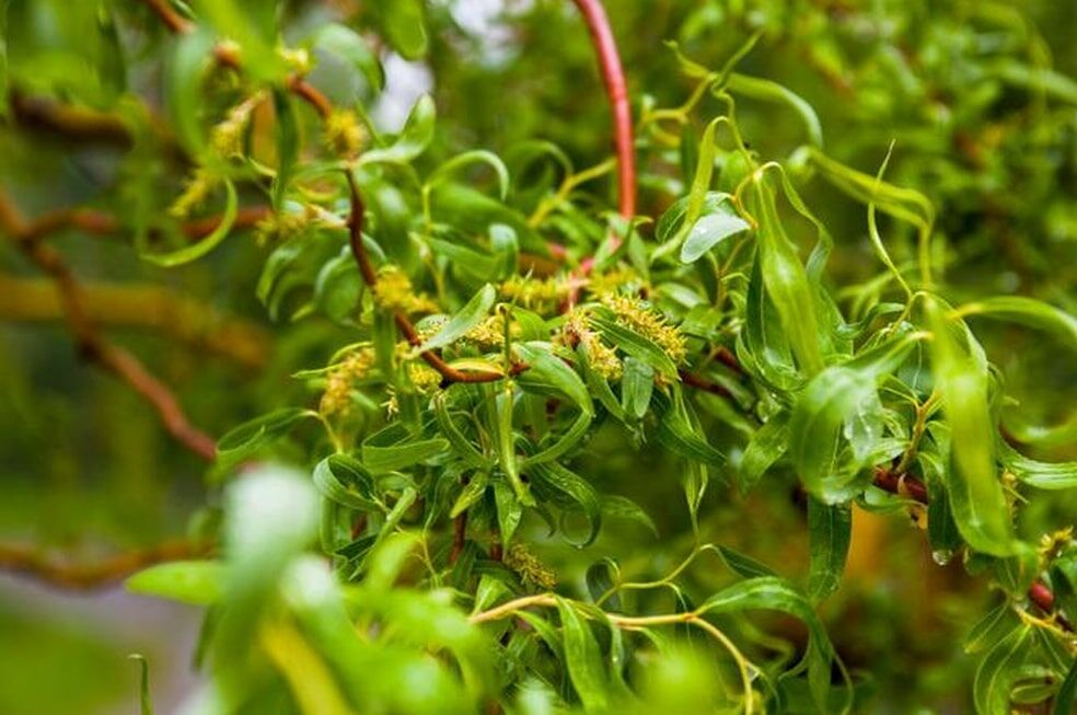 Uprawa wierzby mandżurskiej