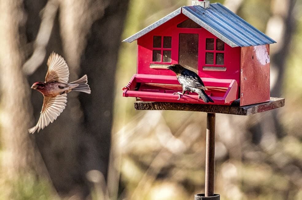 czerwony karmnik dla ptaków