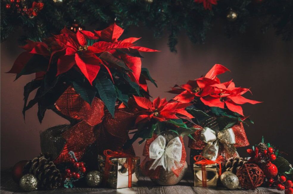 czerwone kwiaty gwiazdy betlejemskie przyzdobione w świąteczne ozdoby
