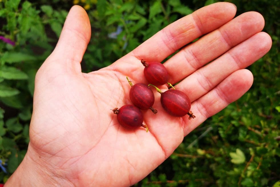 Uprawa i pielęgnacja agrestu