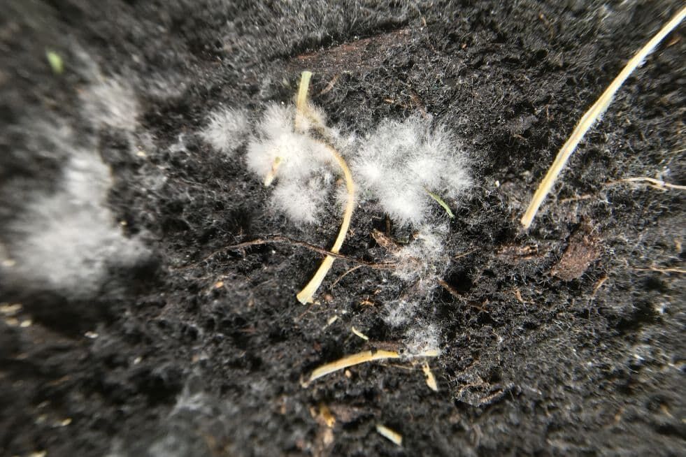 skąd się bierze pleśń w doniczce