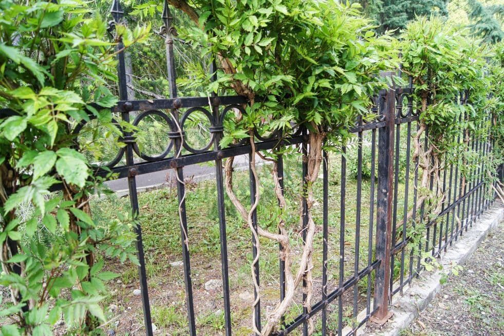 czym obsadzić płot