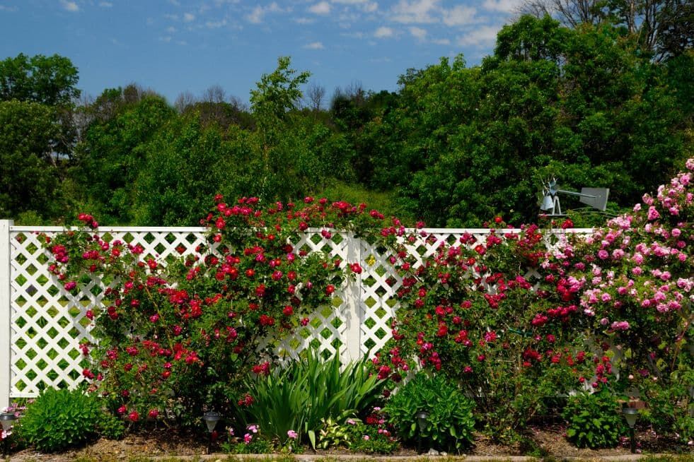 rośliny przy płocie