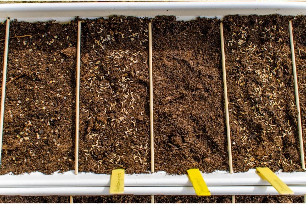 rozsadnik w ogródku