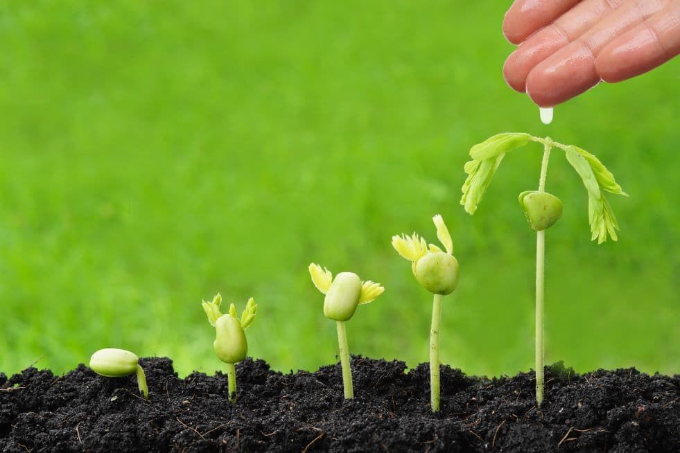 czym zastąpić ukorzeniacz