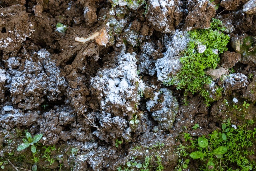Wapnowanie ziemi w ogrodzie - na czym polega?