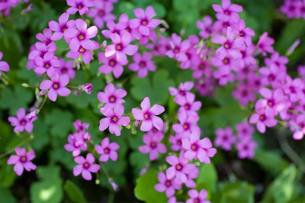 jak przycinać żagwin?