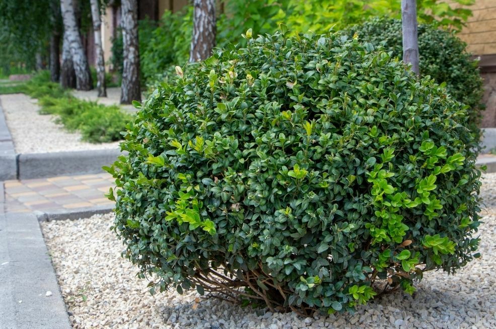 bukszpan wieczniezielony roślina zimozielona