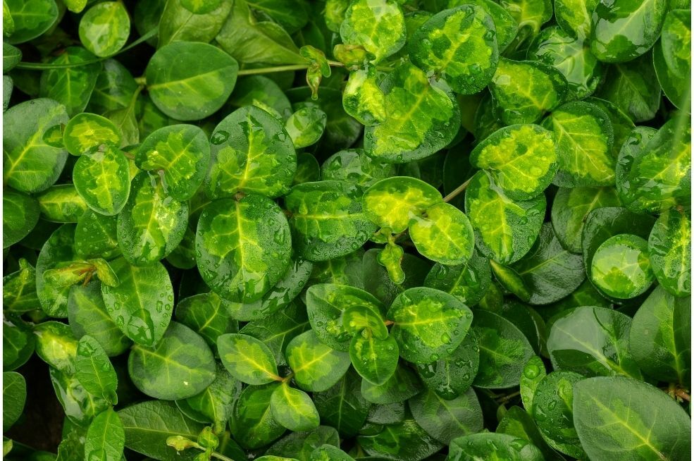 barwinek - sadzenie roślin zimozielonych