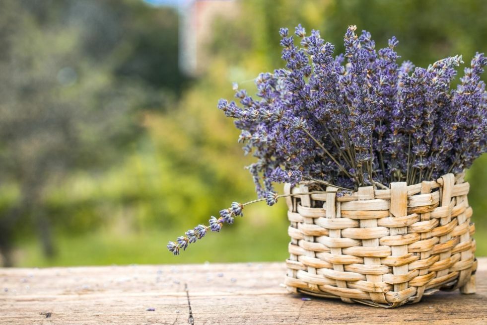 Jak i kiedy przycinać lawendę?