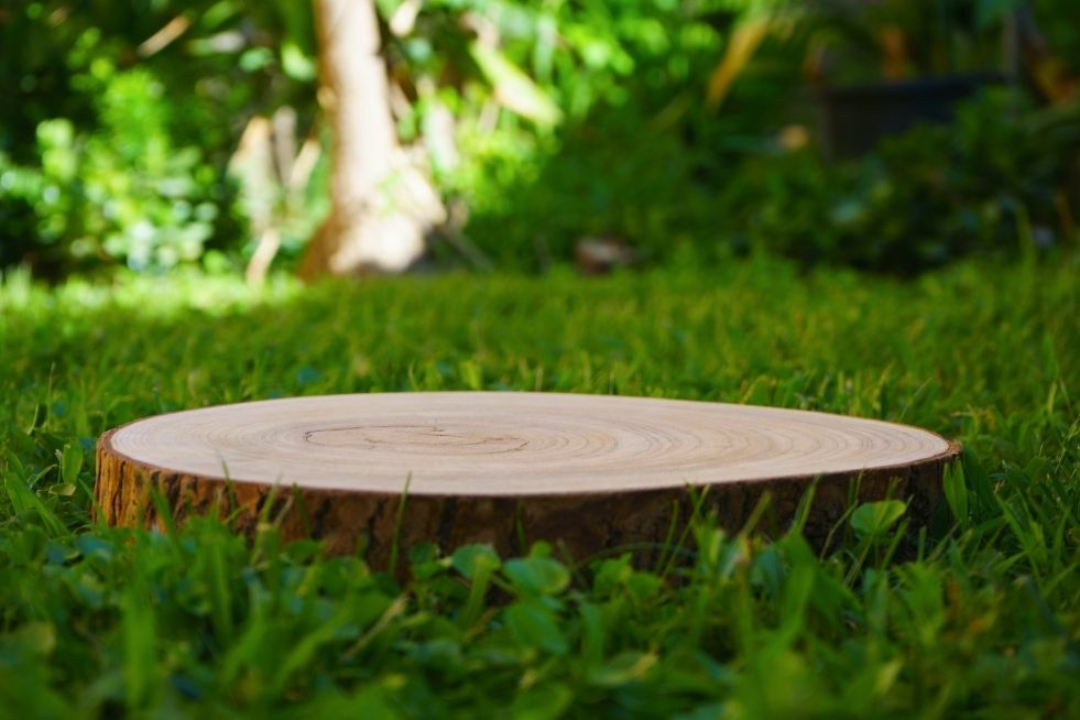 co zrobić  z pniem?