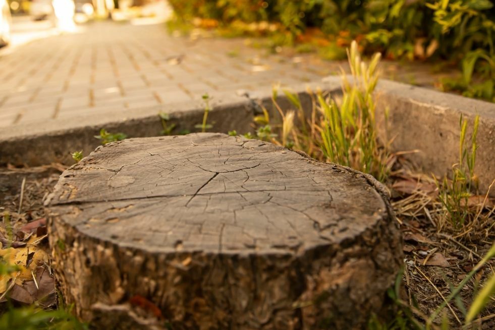 co zrobic z pnia drzewa